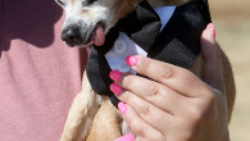 Scooter a fost desemnat cel mai urât câine din lume, în cadrul unei competiții internaționale care promovează adopția câinilor și prezintă câini cu povești extraordinare. FOTO: Profimedia Images | Poza 31 din 33