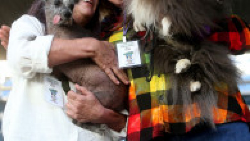 Scooter a fost desemnat cel mai urât câine din lume, în cadrul unei competiții internaționale care promovează adopția câinilor și prezintă câini cu povești extraordinare. FOTO: Profimedia Images | Poza 10 din 33