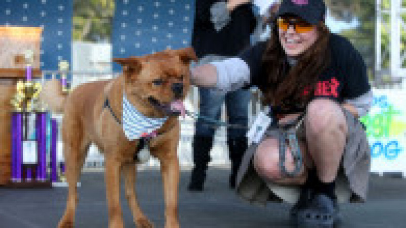 Scooter a fost desemnat cel mai urât câine din lume, în cadrul unei competiții internaționale care promovează adopția câinilor și prezintă câini cu povești extraordinare. FOTO: Profimedia Images | Poza 7 din 33
