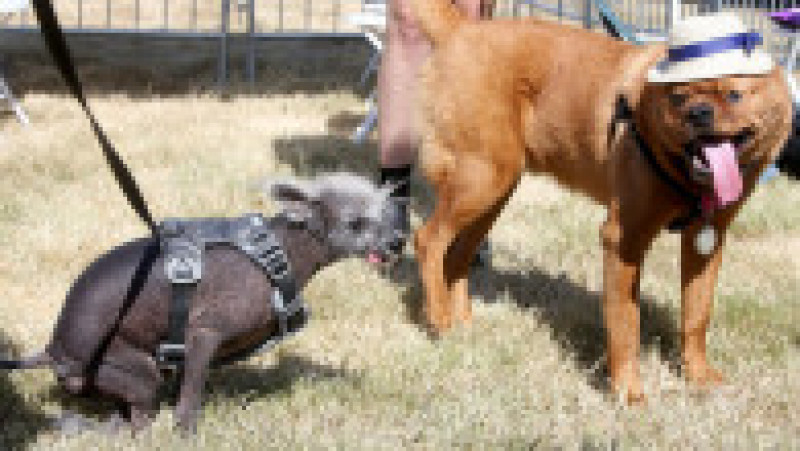 Scooter a fost desemnat cel mai urât câine din lume, în cadrul unei competiții internaționale care promovează adopția câinilor și prezintă câini cu povești extraordinare. FOTO: Profimedia Images | Poza 11 din 33