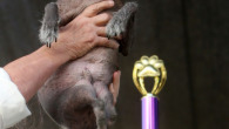 Scooter a fost desemnat cel mai urât câine din lume, în cadrul unei competiții internaționale care promovează adopția câinilor și prezintă câini cu povești extraordinare. FOTO: Profimedia Images | Poza 2 din 33