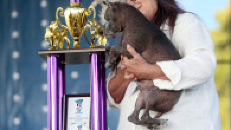 Scooter a fost desemnat cel mai urât câine din lume, în cadrul unei competiții internaționale care promovează adopția câinilor și prezintă câini cu povești extraordinare. FOTO: Profimedia Images | Poza 3 din 33