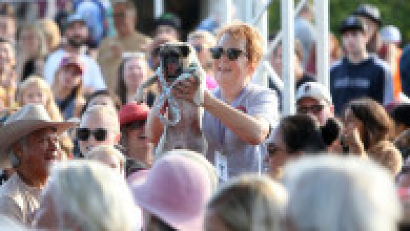 Scooter a fost desemnat cel mai urât câine din lume, în cadrul unei competiții internaționale care promovează adopția câinilor și prezintă câini cu povești extraordinare. FOTO: Profimedia Images | Poza 6 din 33