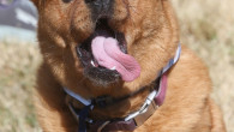 Scooter a fost desemnat cel mai urât câine din lume, în cadrul unei competiții internaționale care promovează adopția câinilor și prezintă câini cu povești extraordinare. FOTO: Profimedia Images | Poza 17 din 33