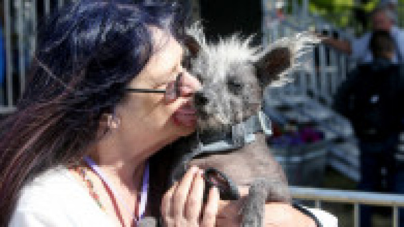 Scooter a fost desemnat cel mai urât câine din lume, în cadrul unei competiții internaționale care promovează adopția câinilor și prezintă câini cu povești extraordinare. FOTO: Profimedia Images | Poza 15 din 33