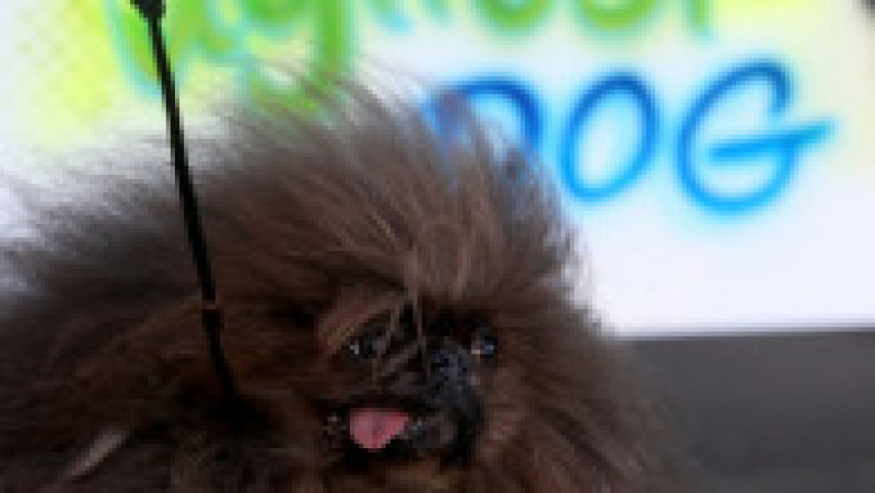 Scooter a fost desemnat cel mai urât câine din lume, în cadrul unei competiții internaționale care promovează adopția câinilor și prezintă câini cu povești extraordinare. FOTO: Profimedia Images | Poza 16 din 33