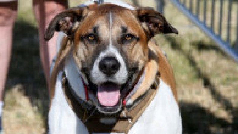 Scooter a fost desemnat cel mai urât câine din lume, în cadrul unei competiții internaționale care promovează adopția câinilor și prezintă câini cu povești extraordinare. FOTO: Profimedia Images | Poza 18 din 33