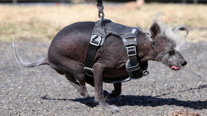 Scooter a fost desemnat cel mai urât câine din lume, în cadrul unei competiții internaționale care promovează adopția câinilor și prezintă câini cu povești extraordinare. FOTO: Profimedia Images