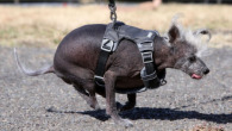 Scooter a fost desemnat cel mai urât câine din lume, în cadrul unei competiții internaționale care promovează adopția câinilor și prezintă câini cu povești extraordinare. FOTO: Profimedia Images | Poza 1 din 33