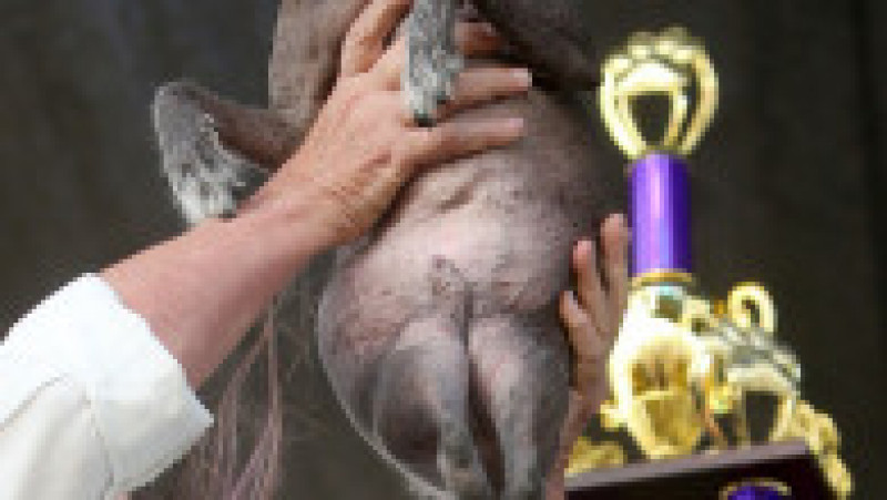 Scooter a fost desemnat cel mai urât câine din lume, în cadrul unei competiții internaționale care promovează adopția câinilor și prezintă câini cu povești extraordinare. FOTO: Profimedia Images | Poza 4 din 33