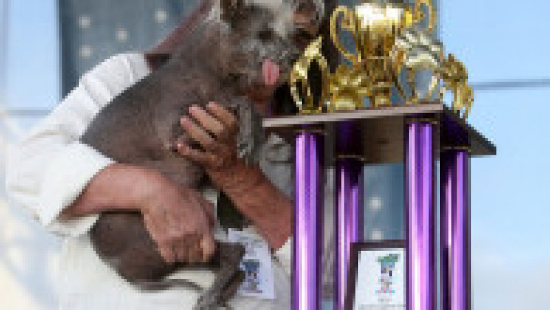 Scooter a fost desemnat cel mai urât câine din lume, în cadrul unei competiții internaționale care promovează adopția câinilor și prezintă câini cu povești extraordinare. FOTO: Profimedia Images | Poza 24 din 33