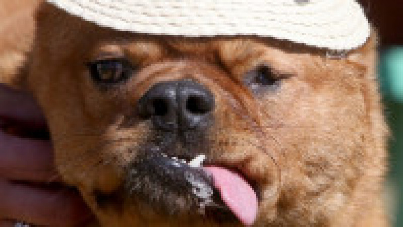Scooter a fost desemnat cel mai urât câine din lume, în cadrul unei competiții internaționale care promovează adopția câinilor și prezintă câini cu povești extraordinare. FOTO: Profimedia Images | Poza 25 din 33