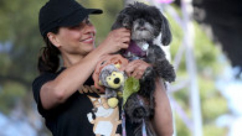 Scooter a fost desemnat cel mai urât câine din lume, în cadrul unei competiții internaționale care promovează adopția câinilor și prezintă câini cu povești extraordinare. FOTO: Profimedia Images | Poza 28 din 33