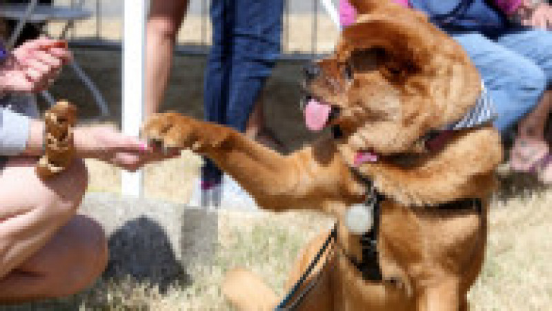 Scooter a fost desemnat cel mai urât câine din lume, în cadrul unei competiții internaționale care promovează adopția câinilor și prezintă câini cu povești extraordinare. FOTO: Profimedia Images | Poza 20 din 33