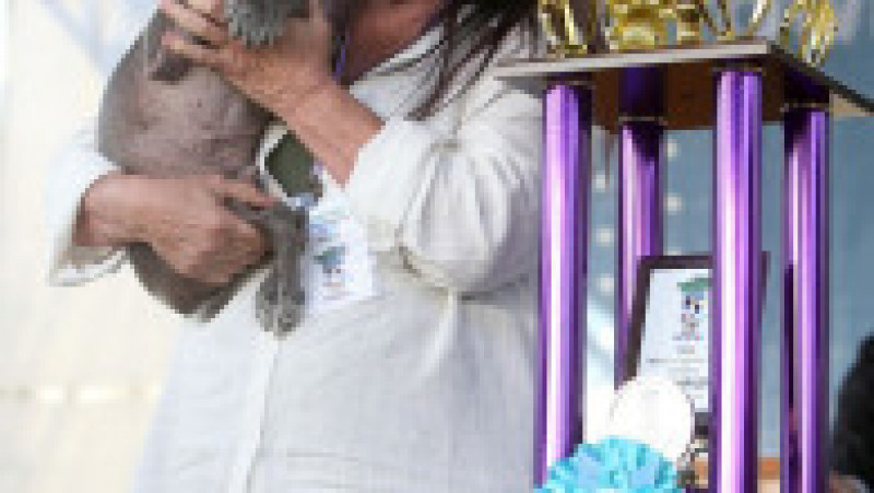 Scooter a fost desemnat cel mai urât câine din lume, în cadrul unei competiții internaționale care promovează adopția câinilor și prezintă câini cu povești extraordinare. FOTO: Profimedia Images | Poza 21 din 33