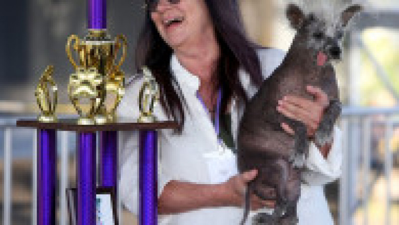 Scooter a fost desemnat cel mai urât câine din lume, în cadrul unei competiții internaționale care promovează adopția câinilor și prezintă câini cu povești extraordinare. FOTO: Profimedia Images | Poza 22 din 33