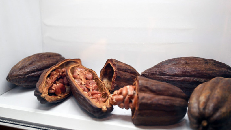 Boabe de cacao. Foto: Profimedia Images