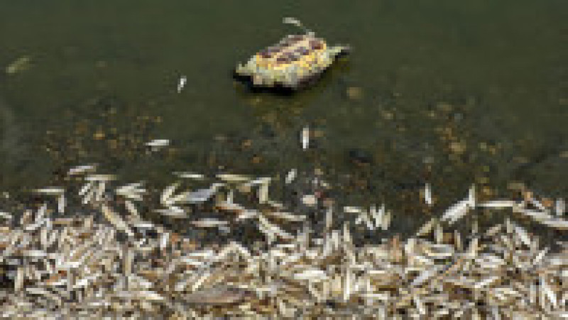 Mii de peşti morţi au fost descoperiţi pe malurile unui râu din sudul Irakului. Foto: Profimedia | Poza 4 din 11