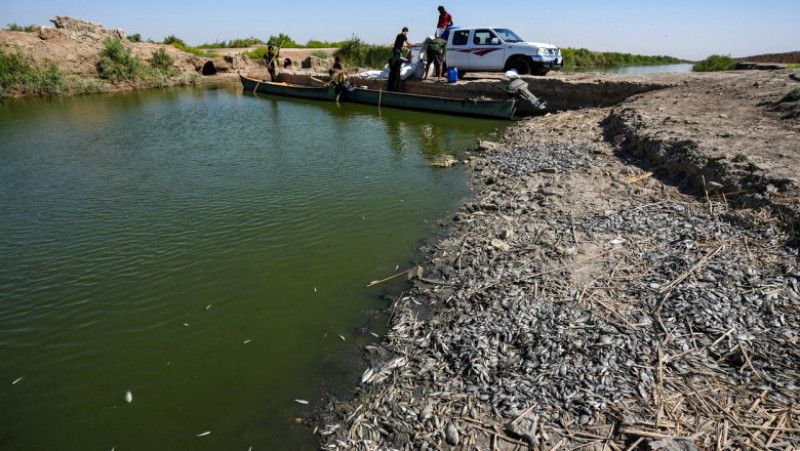 Mii de peşti morţi au fost descoperiţi pe malurile unui râu din sudul Irakului. Foto: Profimedia