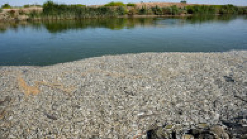 Mii de peşti morţi au fost descoperiţi pe malurile unui râu din sudul Irakului. Foto: Profimedia | Poza 2 din 11