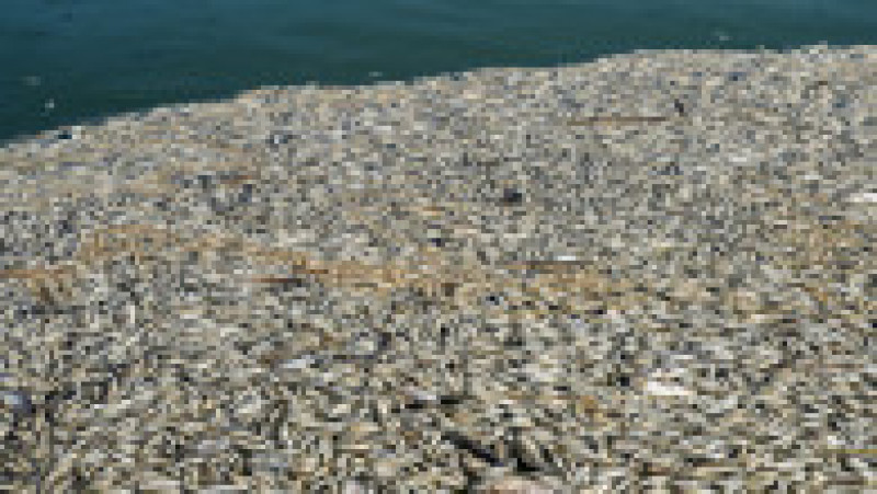 Mii de peşti morţi au fost descoperiţi pe malurile unui râu din sudul Irakului. Foto: Profimedia | Poza 3 din 11