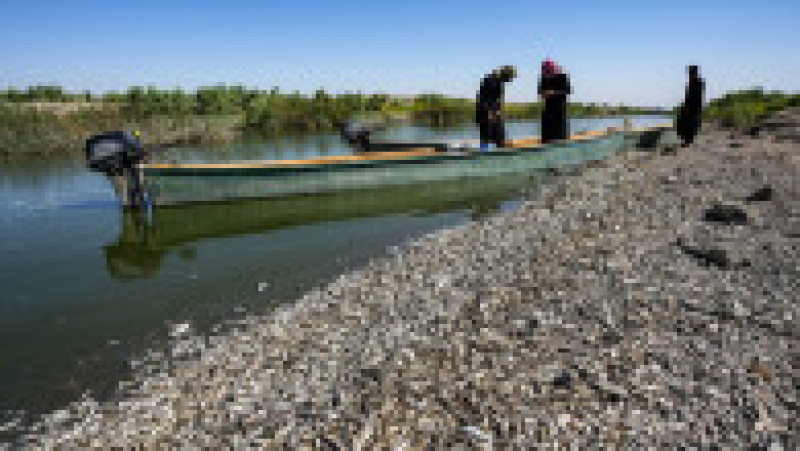 Mii de peşti morţi au fost descoperiţi pe malurile unui râu din sudul Irakului. Foto: Profimedia | Poza 6 din 11