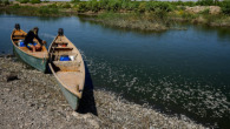 Mii de peşti morţi au fost descoperiţi pe malurile unui râu din sudul Irakului. Foto: Profimedia | Poza 10 din 11