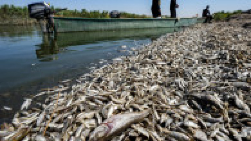 Mii de peşti morţi au fost descoperiţi pe malurile unui râu din sudul Irakului. Foto: Profimedia | Poza 7 din 11