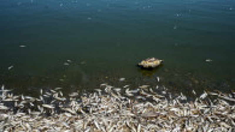 Mii de peşti morţi au fost descoperiţi pe malurile unui râu din sudul Irakului. Foto: Profimedia | Poza 8 din 11