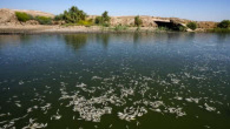Mii de peşti morţi au fost descoperiţi pe malurile unui râu din sudul Irakului. Foto: Profimedia | Poza 9 din 11