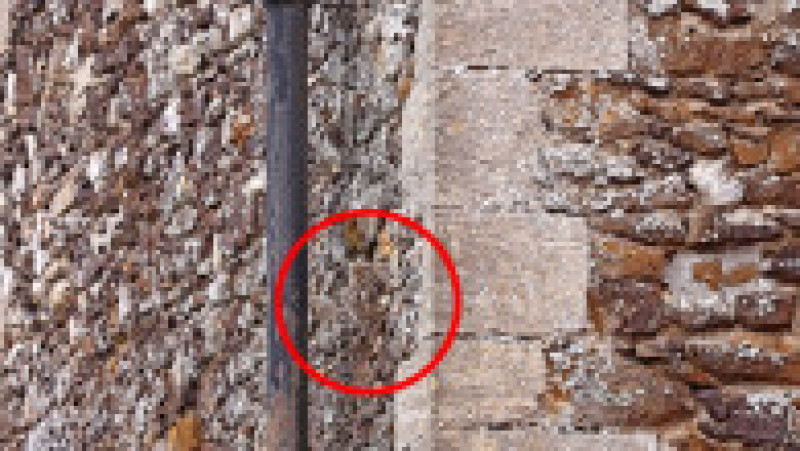 O bufniță se ascunde în zidul unei biserici și e aproape imposibil de observat. Foto: Profimedia | Poza 9 din 9