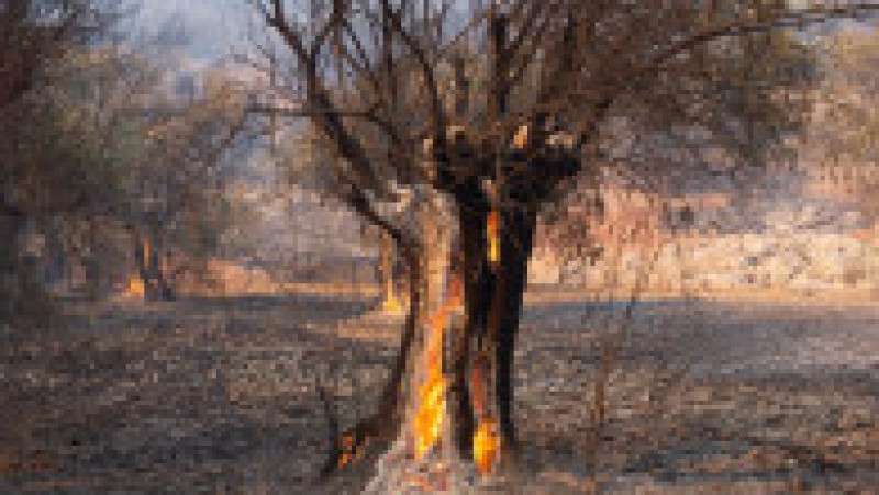 Incendiile de pădure care au cuprins satul Mandra au lăsat în urmă un peisaj apocaliptic. FOTO: Profimedia Images | Poza 1 din 12