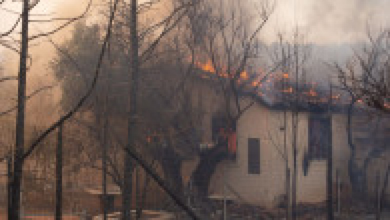 Incendiile de pădure care au cuprins satul Mandra au lăsat în urmă un peisaj apocaliptic. FOTO: Profimedia Images | Poza 2 din 12