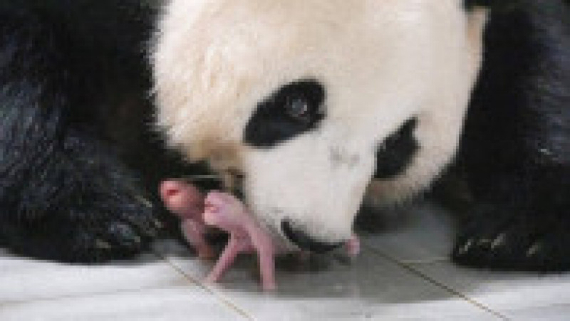 Frenezie în Coreea de Sud, unde s-au născut primii gemeni panda FOTO: Profimedia Images | Poza 5 din 5