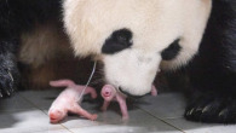 Frenezie în Coreea de Sud, unde s-au născut primii gemeni panda FOTO: Profimedia Images | Poza 4 din 5