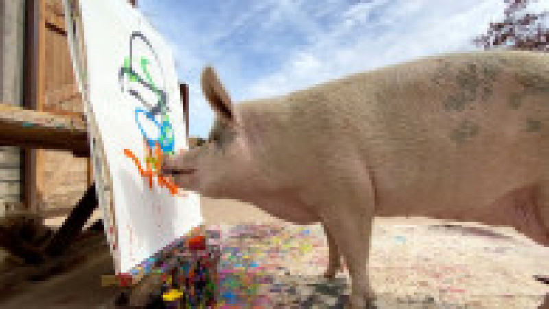 Lefson a învățat porcul să picteze recompensându-l cu struguri și în urma unor lecții „unu la unu” în care ea trebuia să se târască în patru labe cu o pensulă în gură. Foto: Profimedia Images | Poza 5 din 10