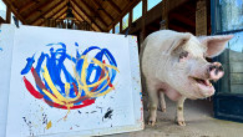 Operele porcului au apărut chiar și pe ceasuri Swatch care s-au vândut cu 1.000 de dolari bucata în 2019. Foto: Profimedia Images | Poza 8 din 10