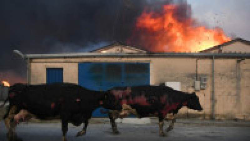 Incendii de vegetație au ars și ferme de animale. Foto: Profimedia Images | Poza 9 din 21