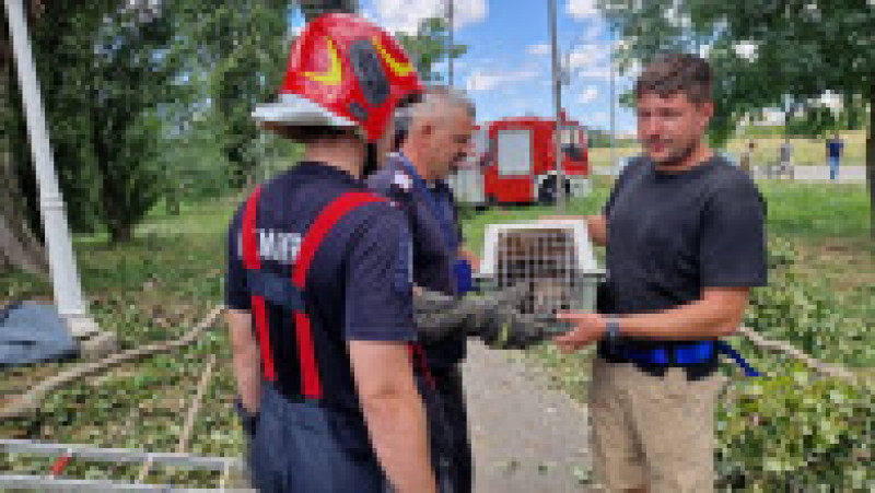 Coatiul evadat de la Zoo Oradea a fost prins cu ajutorul pompierilor. Sursa foto: Bihoreanul | Poza 1 din 3