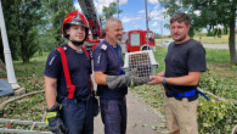 Coatiul evadat de la Zoo Oradea a fost prins cu ajutorul pompierilor. Sursa foto: Bihoreanul | Poza 2 din 3