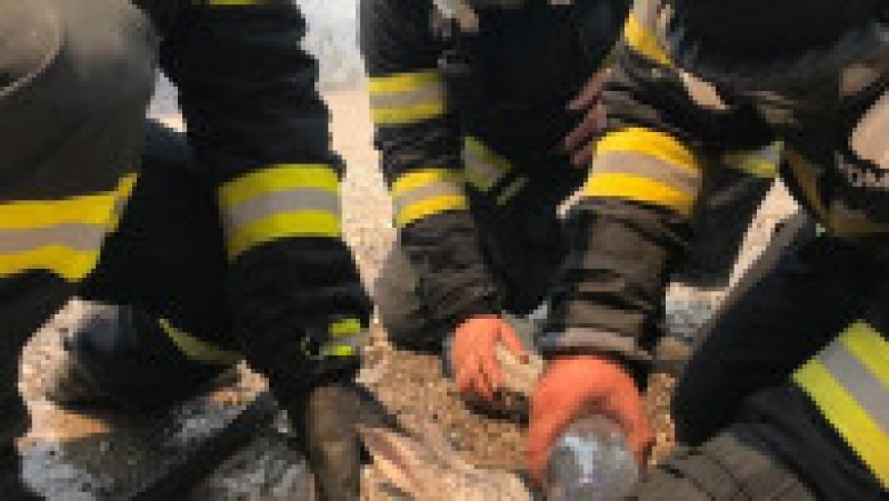 Pompierii români salvează animale în insula Rodos. Sursa foto: IGSU | Poza 5 din 16