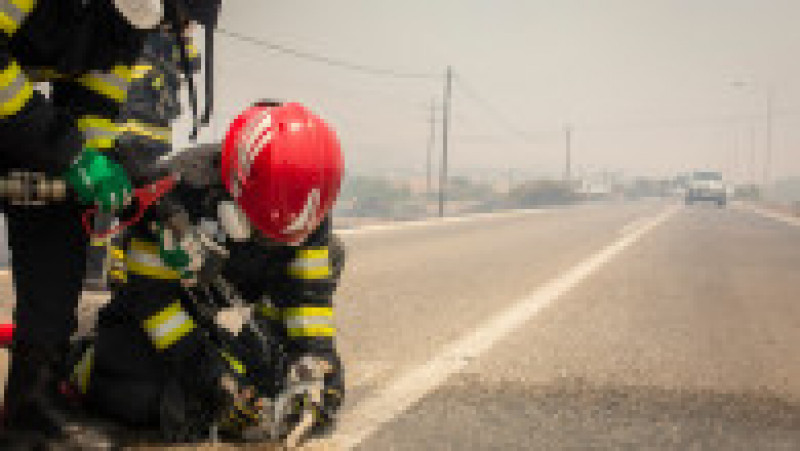 Pompierii români salvează animale în insula Rodos. Sursa foto: Profimedia Images | Poza 15 din 16
