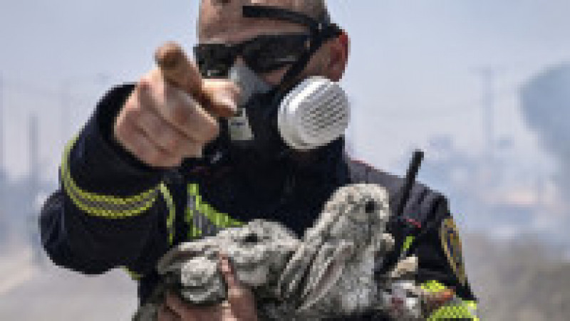 Pompierii români salvează animale în insula Rodos. Sursa foto: Profimedia Images | Poza 2 din 16
