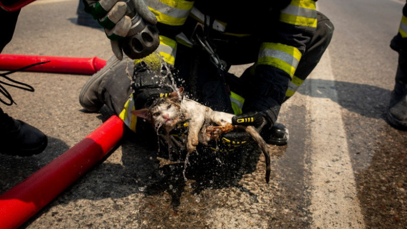 Pompierii români salvează animale în insula Rodos. Sursa foto: Profimedia Images