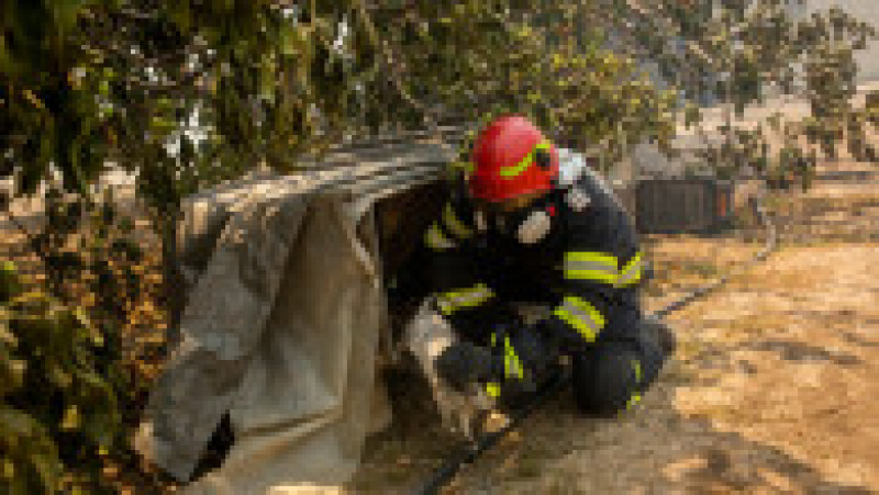 Pompierii români salvează animale în insula Rodos. Sursa foto: Profimedia Images | Poza 3 din 16