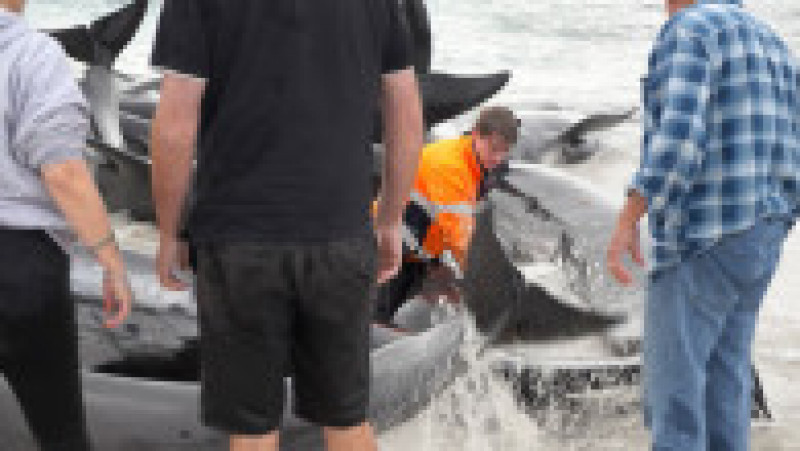 Zeci de balene pilot au murit la câteva ore după ce au eşuat pe o plajă din Australia de Vest. FOTO: Profimedia Images | Poza 6 din 6
