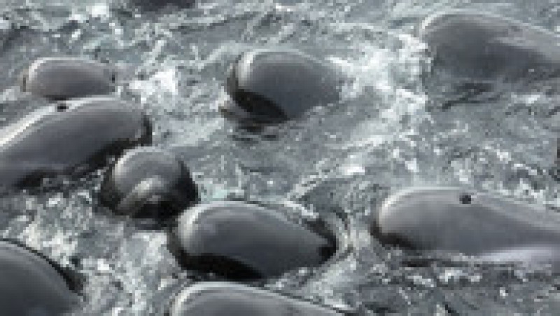 Zeci de balene pilot au murit la câteva ore după ce au eşuat pe o plajă din Australia de Vest. FOTO: Profimedia Images | Poza 3 din 6