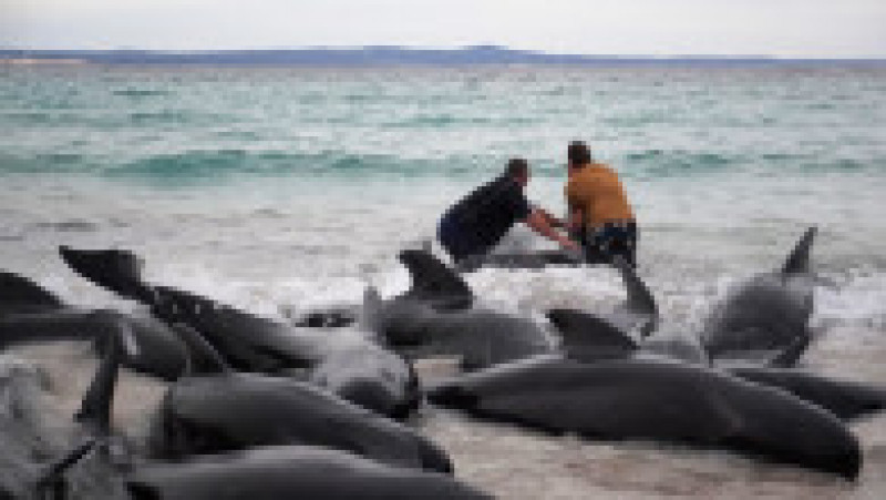 Zeci de balene pilot au murit la câteva ore după ce au eşuat pe o plajă din Australia de Vest. FOTO: Profimedia Images | Poza 5 din 6