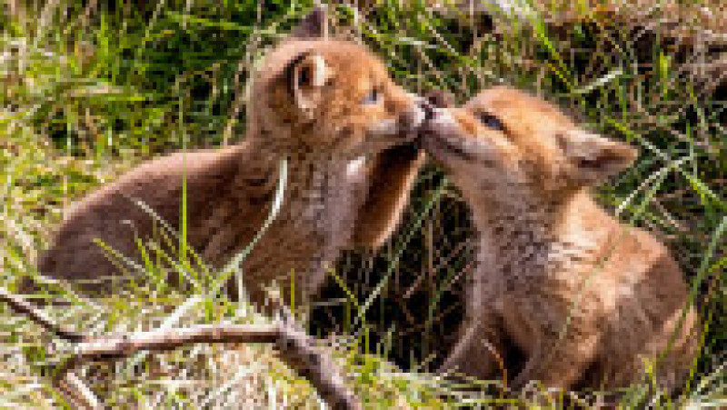 Doi pui adorabili de vulpe s-au aventurat în afara vizuinii și au oferit un spectacol încântător FOTO: Profimedia Images | Poza 1 din 13