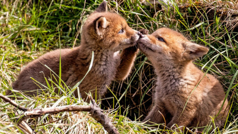 Doi pui adorabili de vulpe s-au aventurat în afara vizuinii și au oferit un spectacol încântător FOTO: Profimedia Images